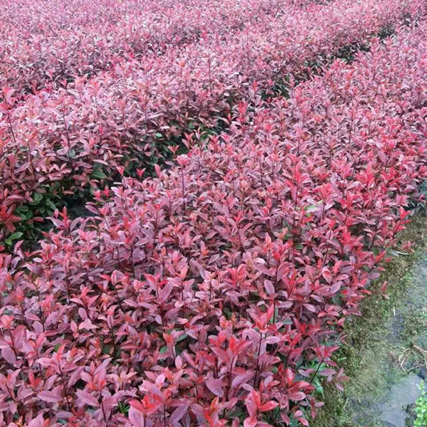 紅葉石楠