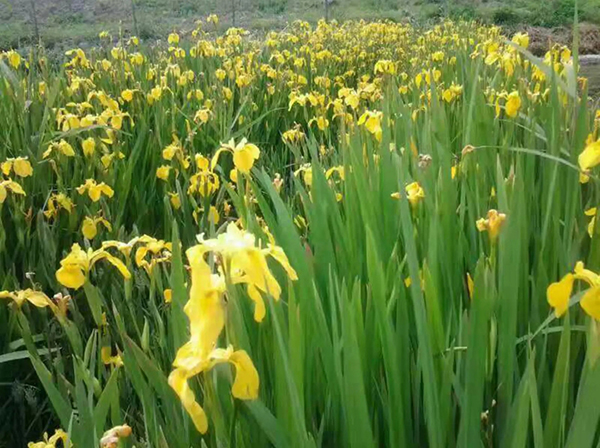 花菖蒲