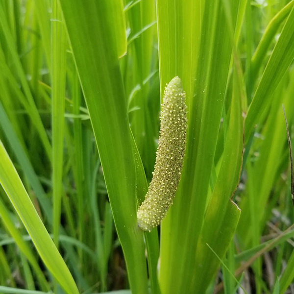 水菖蒲